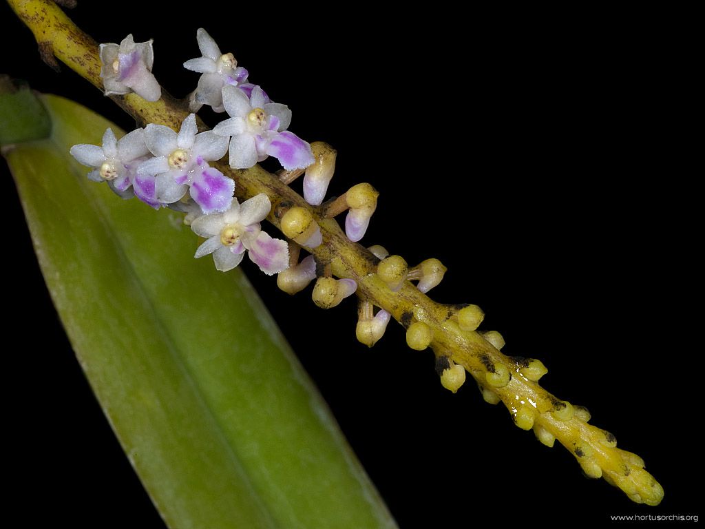 Smitinandia micrantha