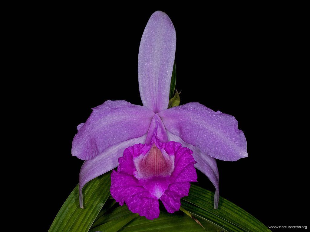 Sobralia macrantha