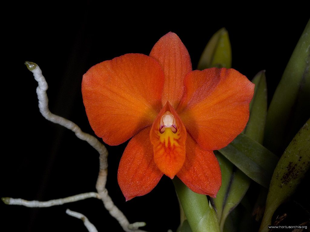 Sophronitis coccinea