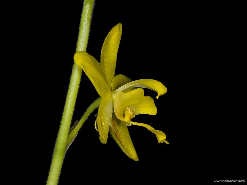 Spathoglottis affinis