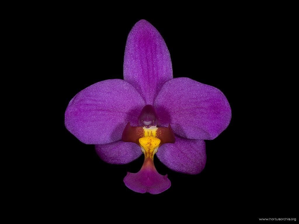 Spathoglottis plicata