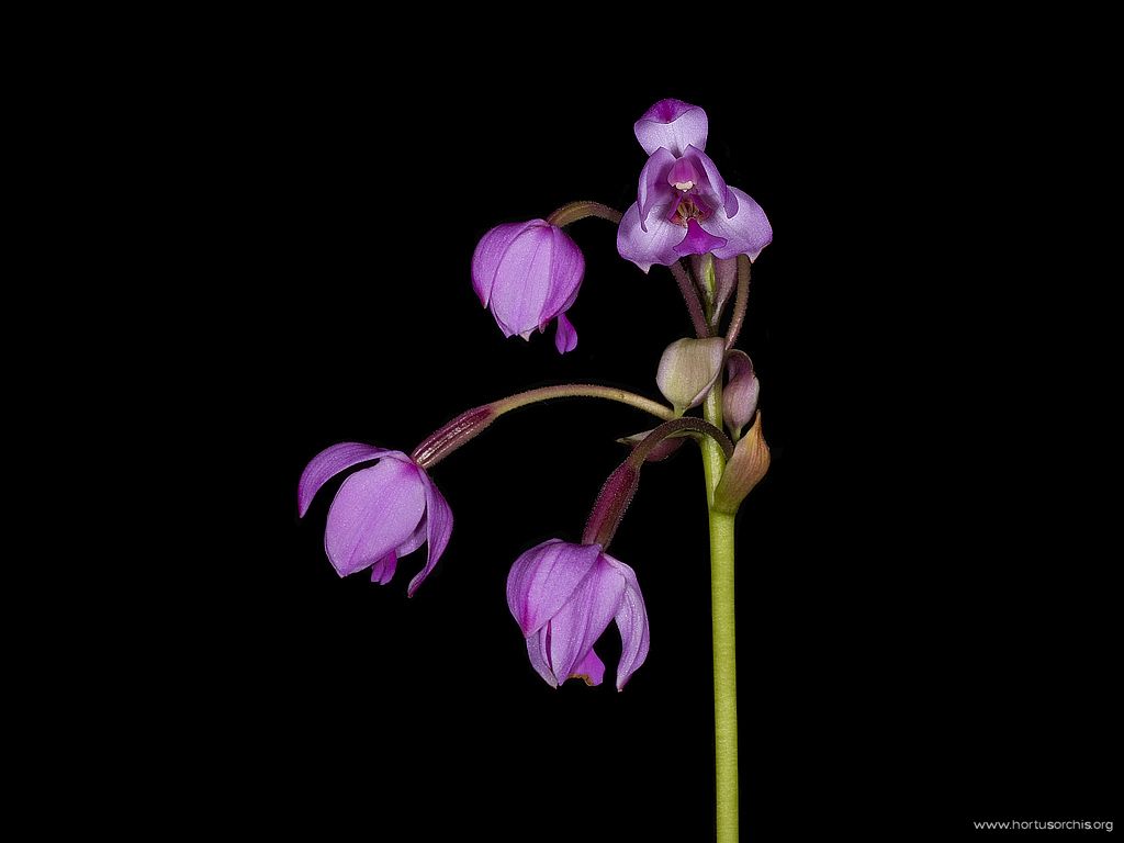 Spathoglottis sp