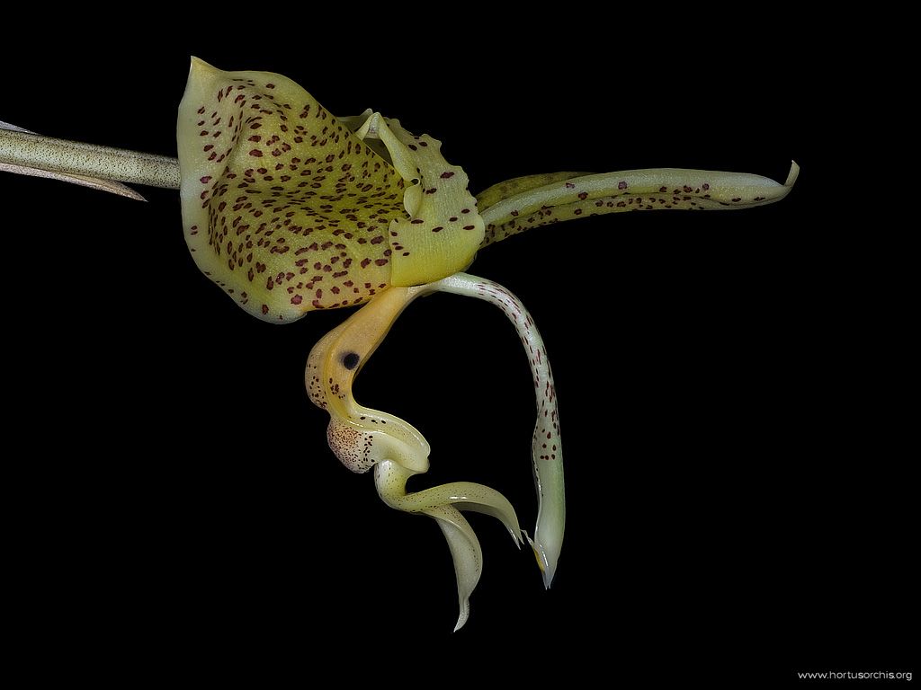 Stanhopea oculata