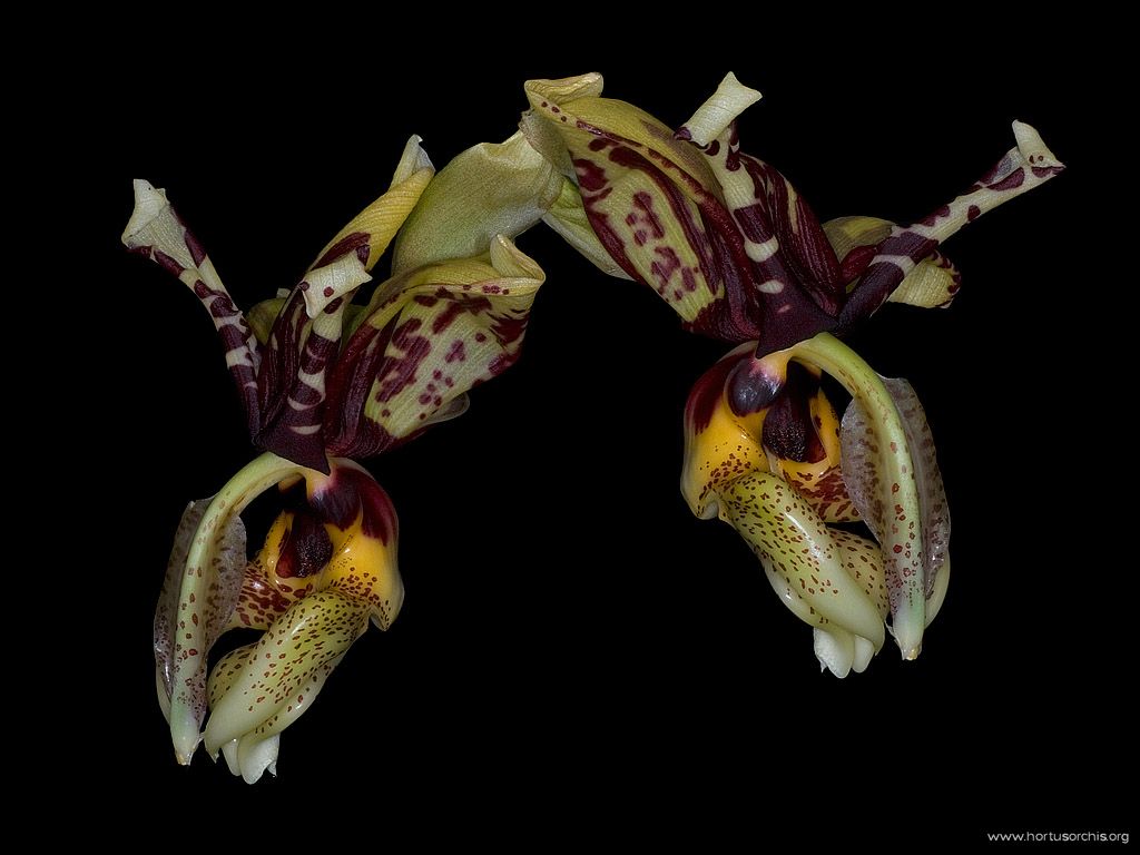 Stanhopea tigrina