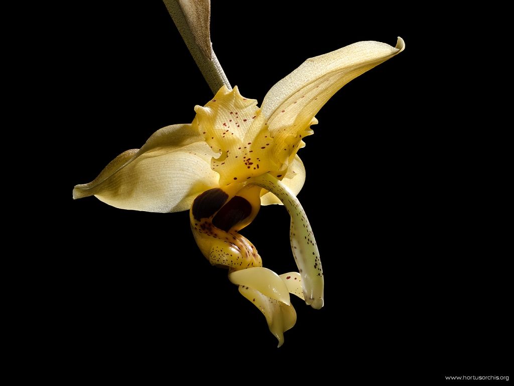 Stanhopea wardii 1