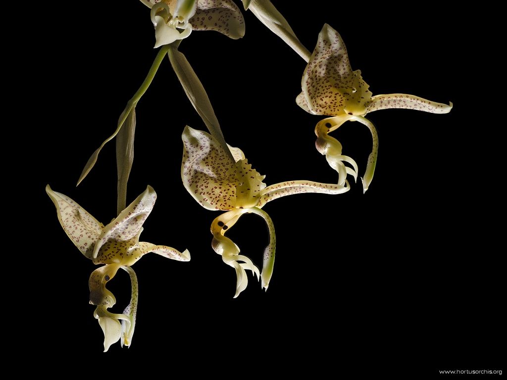 Stanhopea wardii 2