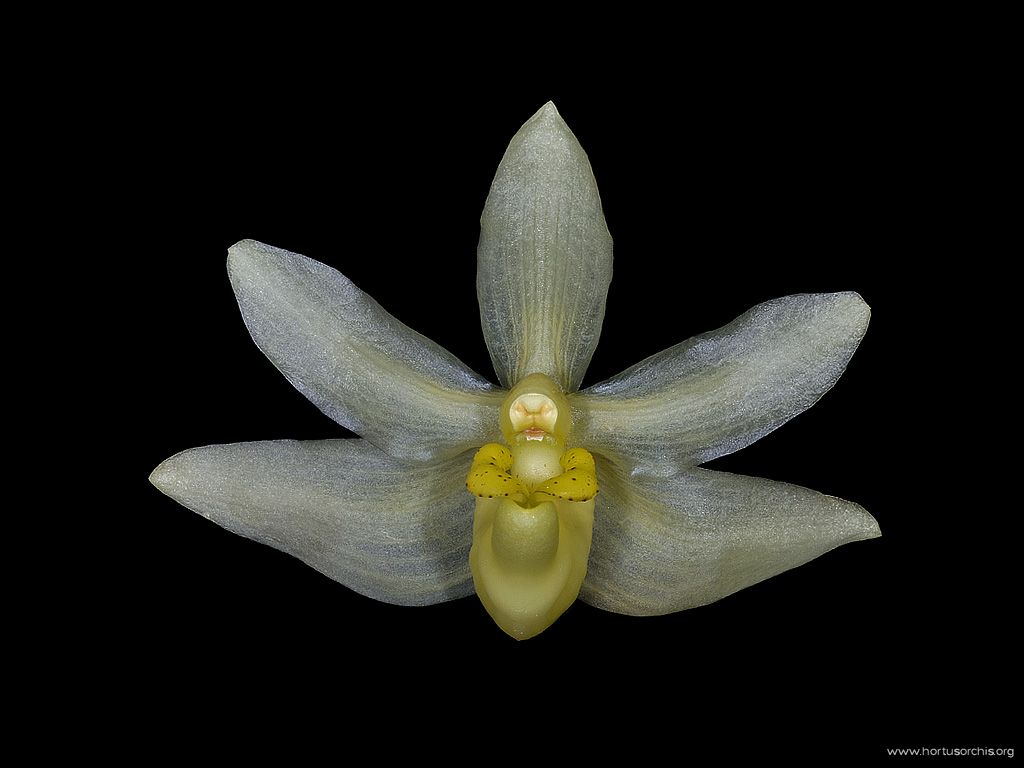 Stenia pallida