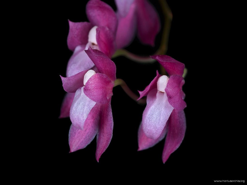 Symphyglossum sanguineum