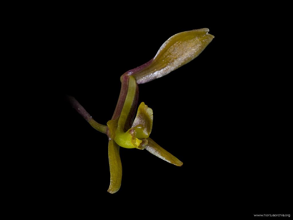 Systeloglossum ecuadorense