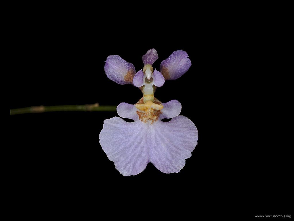 Tolumnia variegata