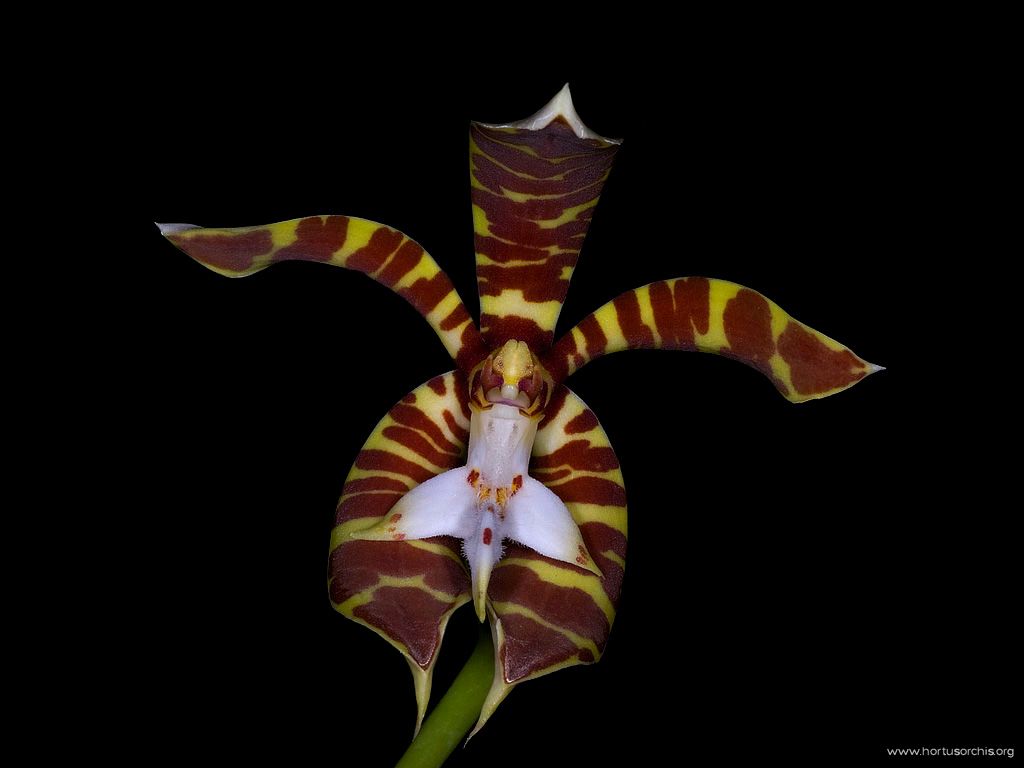 Trichoglottis fasciata