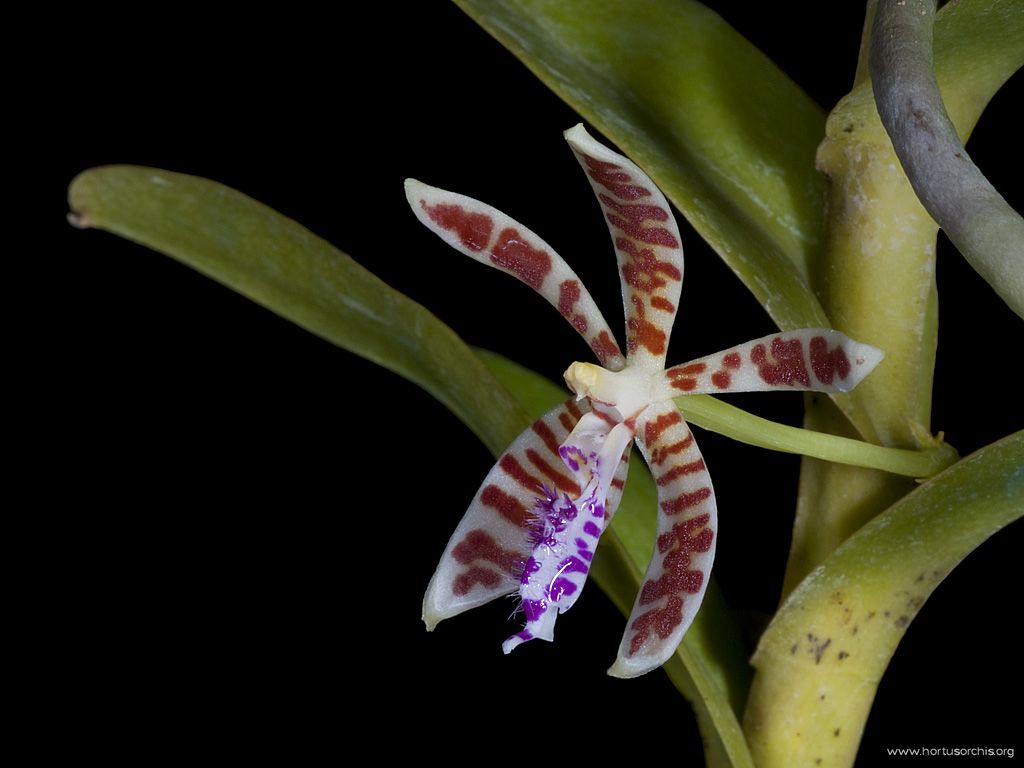 Trichoglottis smithii