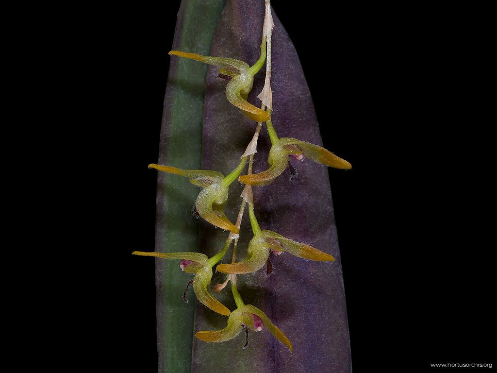 Trichosalpinx ciliaris