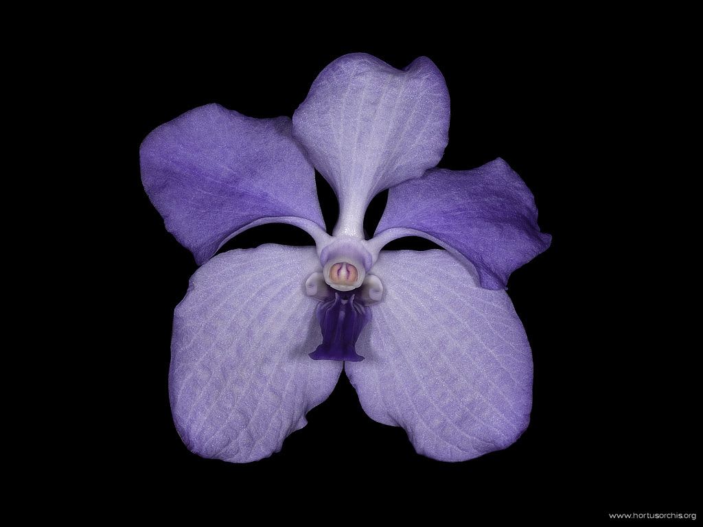 Vanda coerulea 1