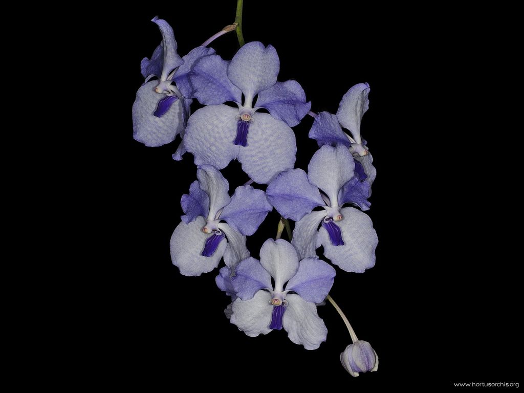 Vanda coerulea 2