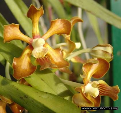 b_0_0_0_10_images_stories_foto-specie-botaniche_P-Z_Vanda_hindsii.jpg