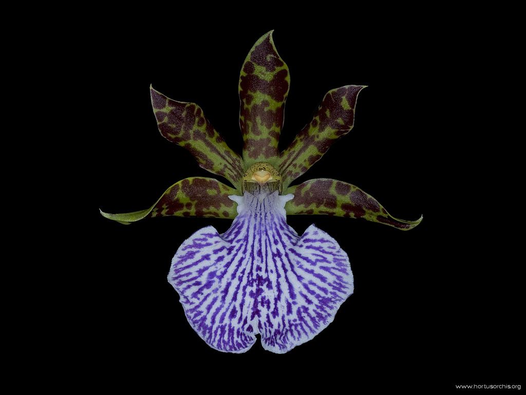 Zygopetalum intermedium