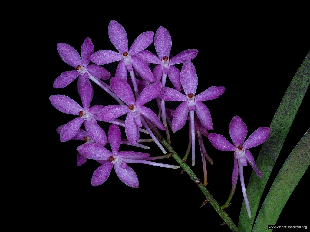 Ascofinetia Cherry Blossom