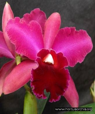 BLC Dusky Maid Cristina