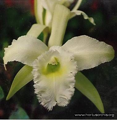 BLC Marta Graziot