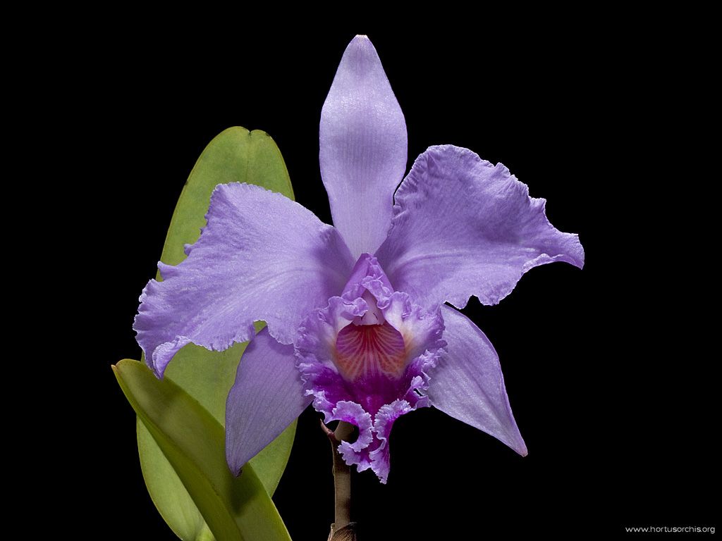 Blc Pink Diamont