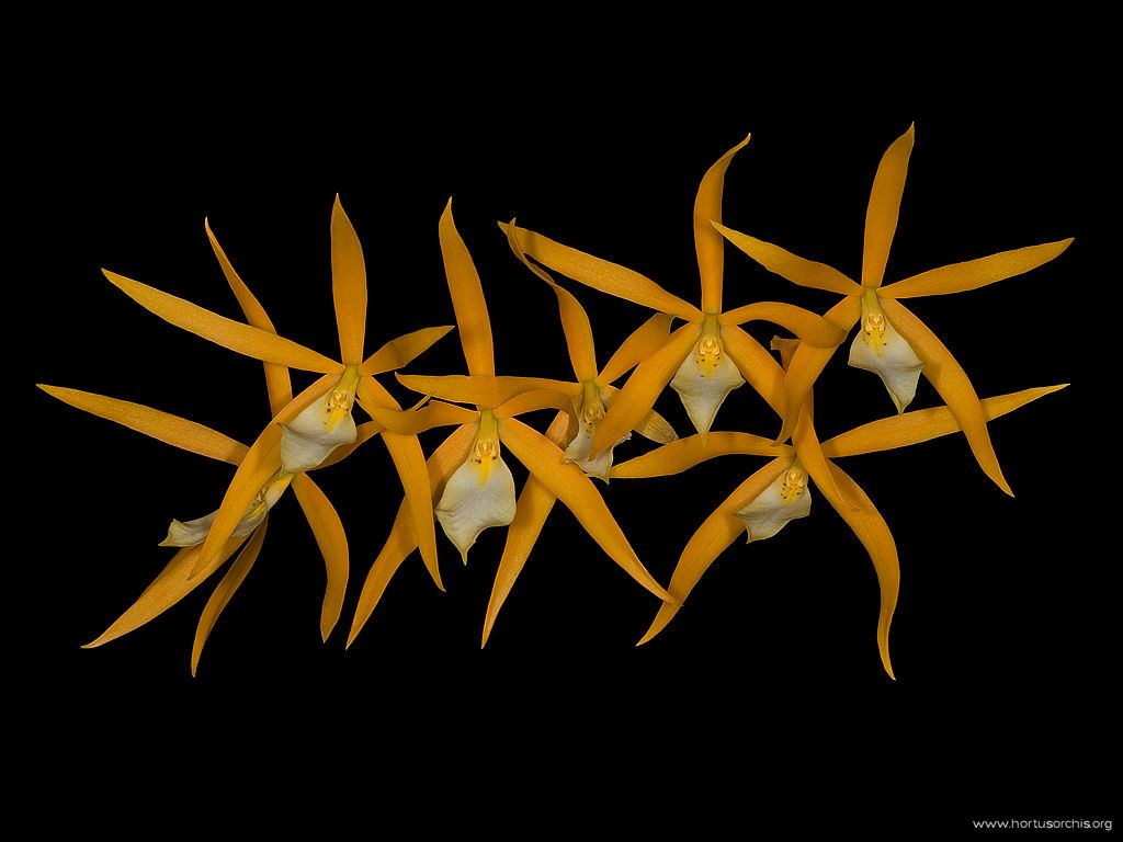 Brassoepidendrum Notel