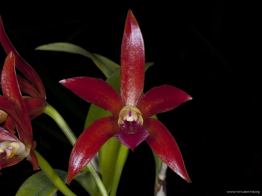 Cattleya Chocolate Drop