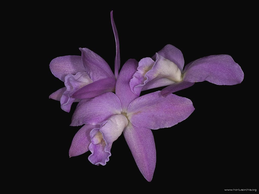 Cattleya Pink Carol