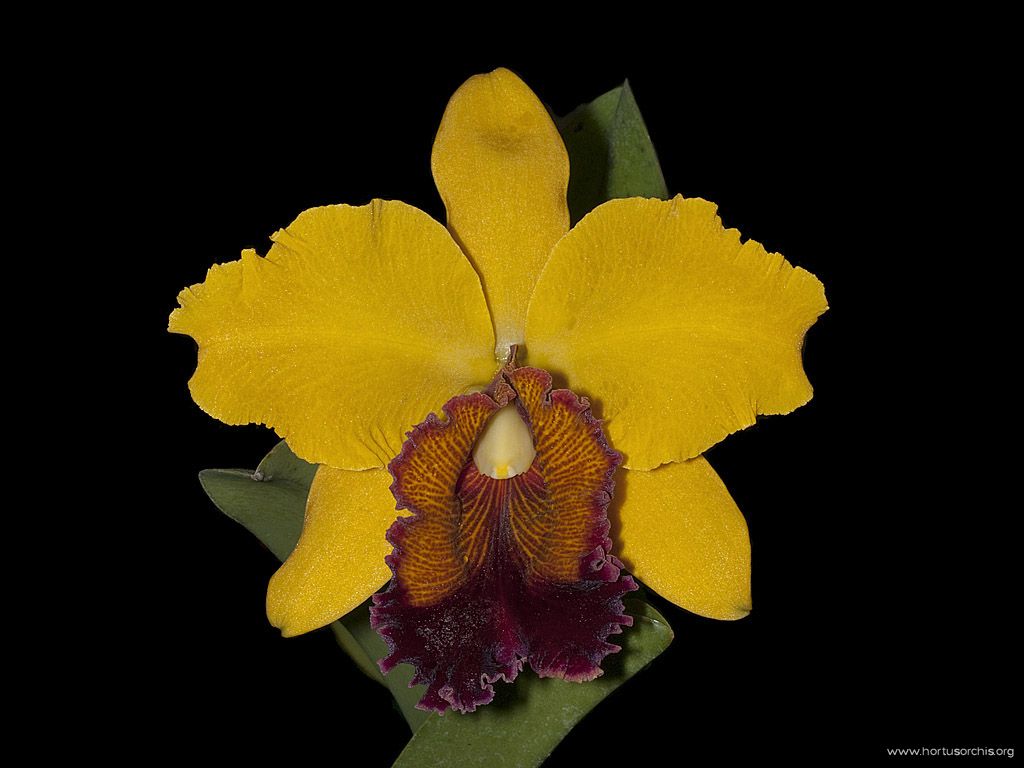 Cattleya Polka