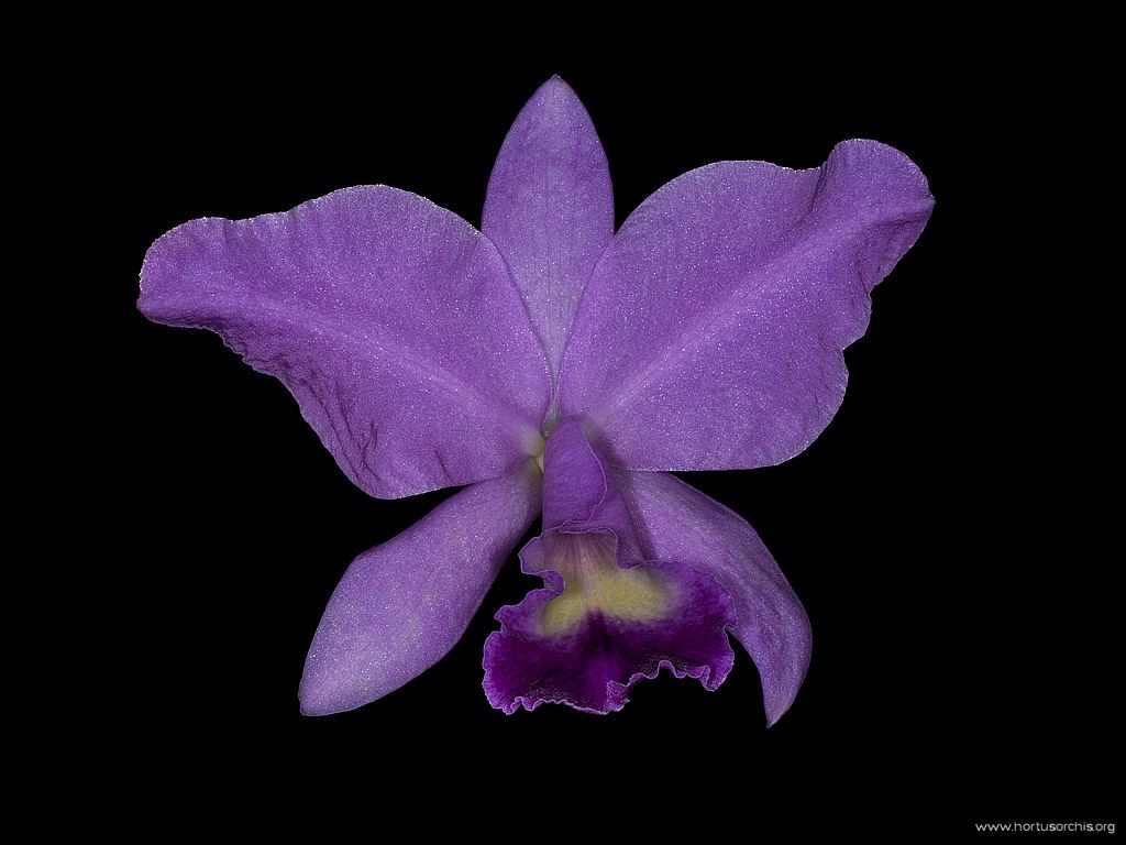 Cattleya Porcia