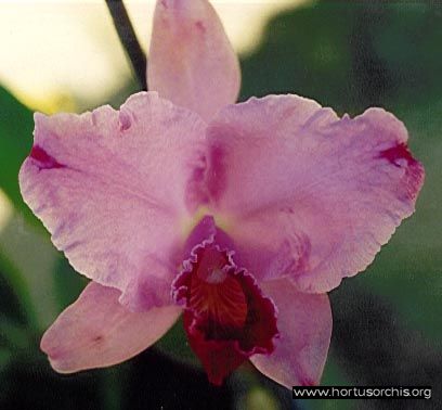 b_0_0_0_10_images_stories_foto-specie-ibride_Cattleya_Sandy_Bells.jpg