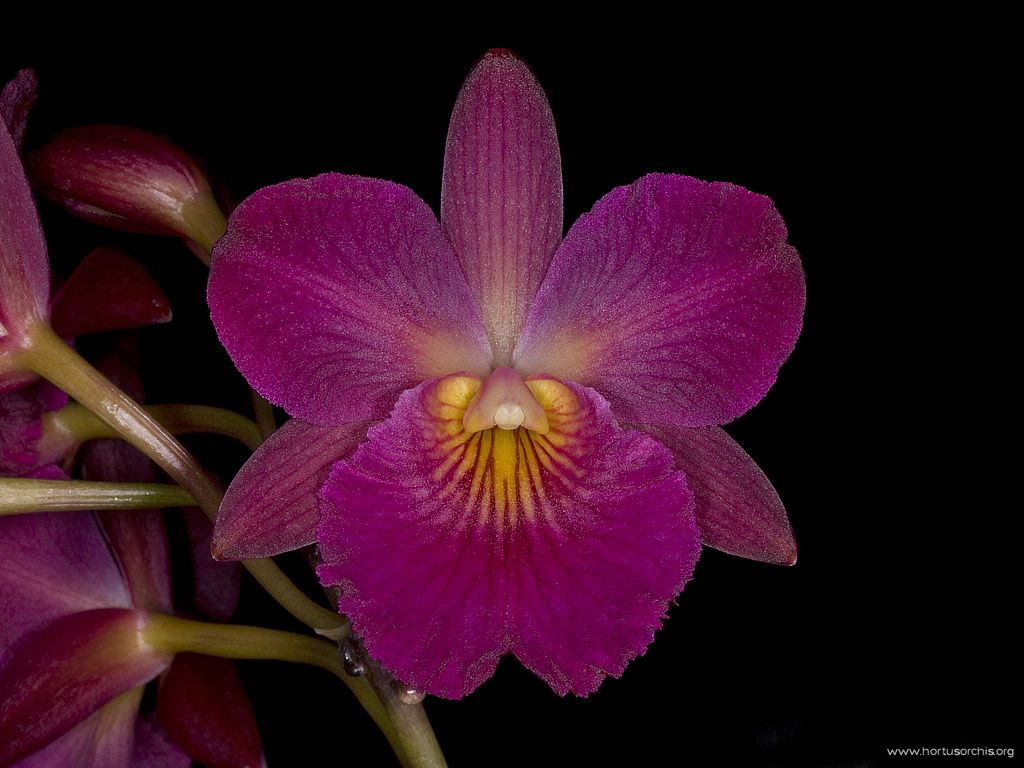 Cattleytonia Jamaica Red