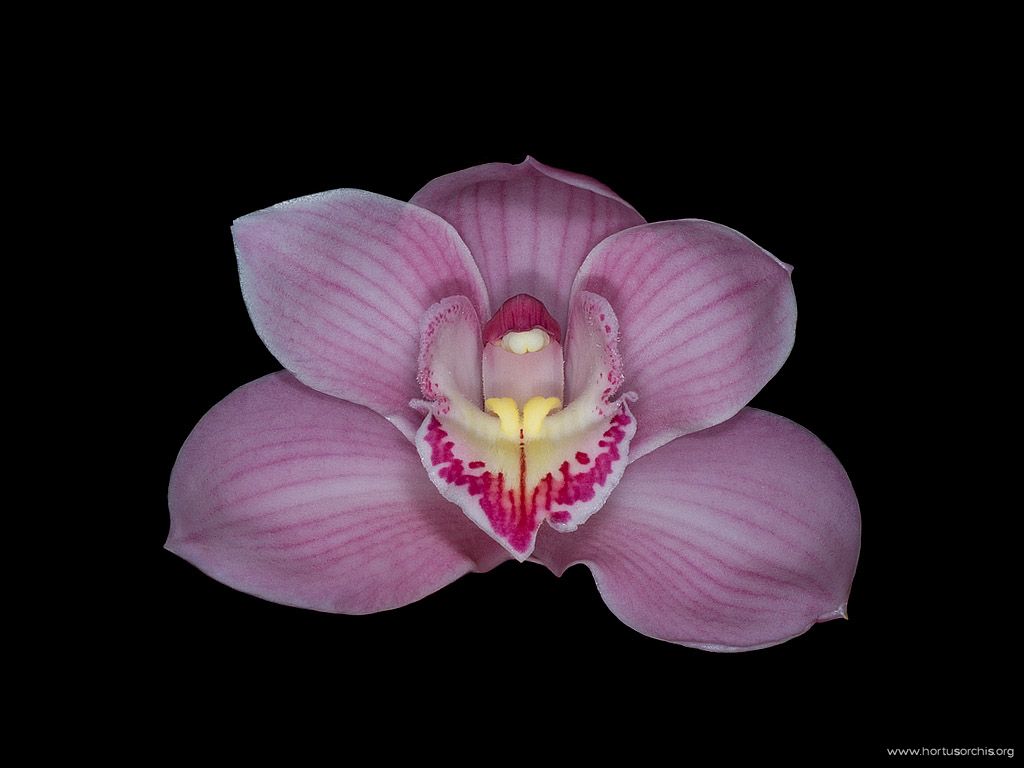 Cymbidium Alexette