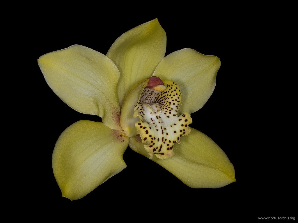 Cymbidium Angelica Advent