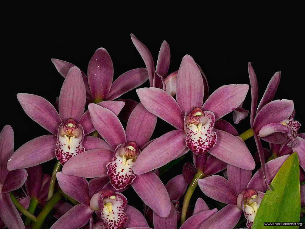 Cymbidium Kijkduin