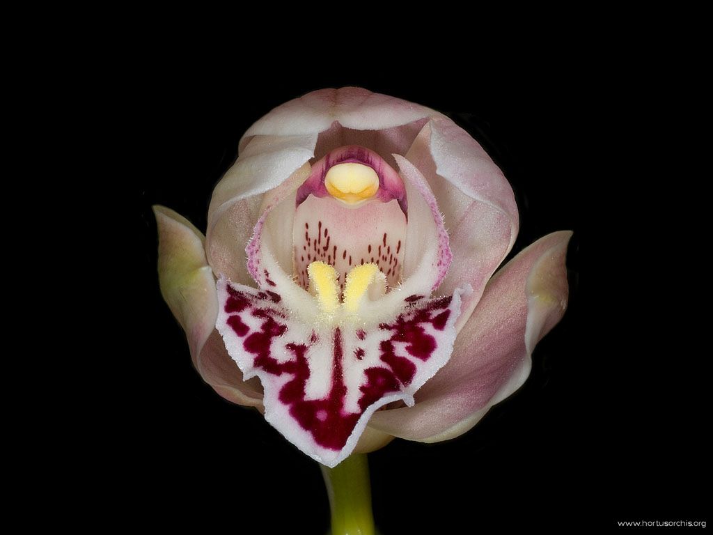 Cymbidium Lerwich