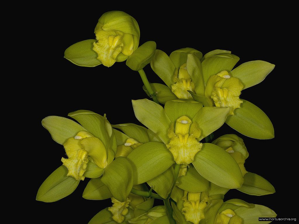 Cymbidium Madurodam