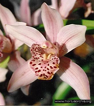 b_0_0_0_10_images_stories_foto-specie-ibride_Cymbidium_Starbright_Capela.jpg