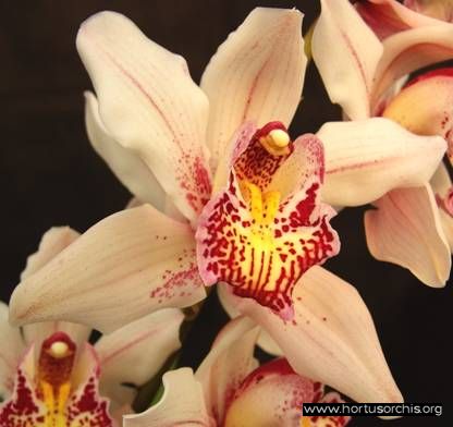 b_0_0_0_10_images_stories_foto-specie-ibride_Cymbidium_Summer_Love_Petra.jpg