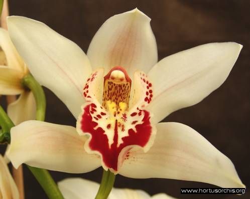 b_0_0_0_10_images_stories_foto-specie-ibride_Cymbidium_Vacaru_Twinkling.jpg