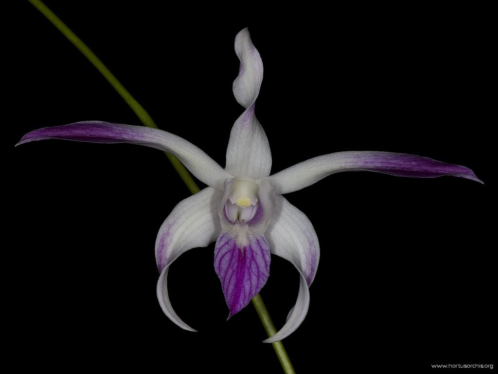 Dendrobium Akemi