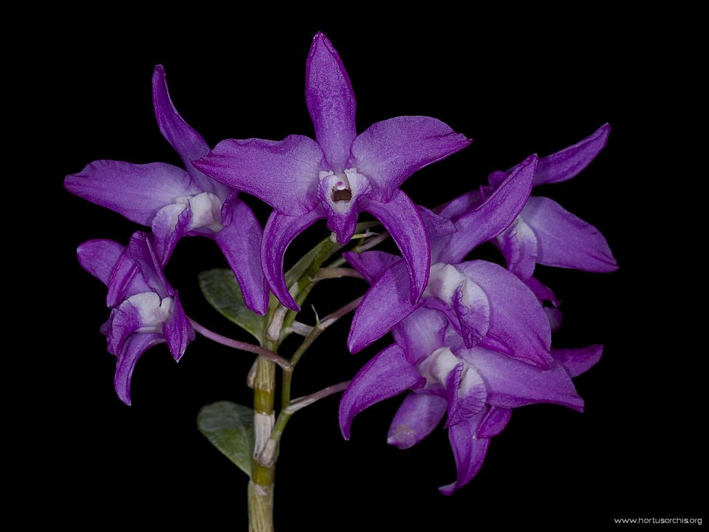 Dendrobium Kurenei