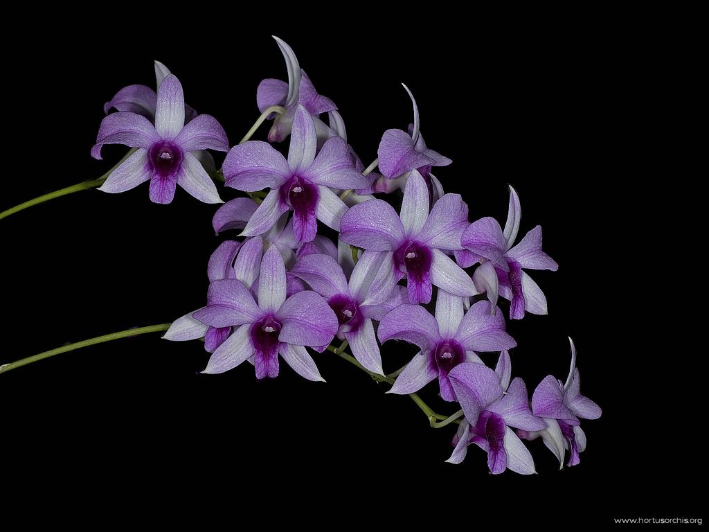 Dendrobium Luisae