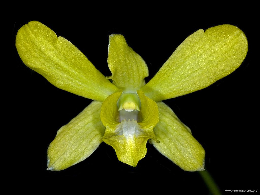 Dendrobium Mary Mark