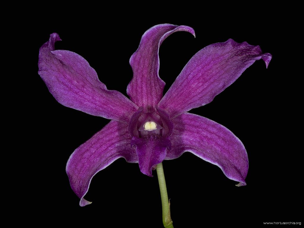 Dendrobium Nha Trang