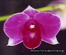 b_0_0_0_10_images_stories_foto-specie-ibride_Dendrobium_Samui_Morningstar.jpg