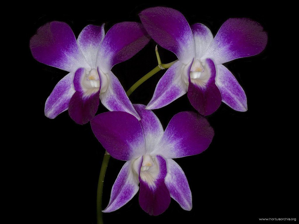 Dendrobium Singapore