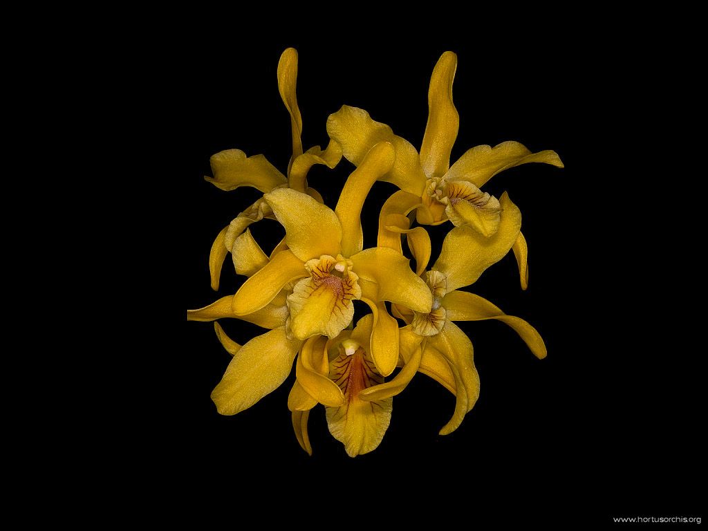 Dendrobium Stardust Chiyomi