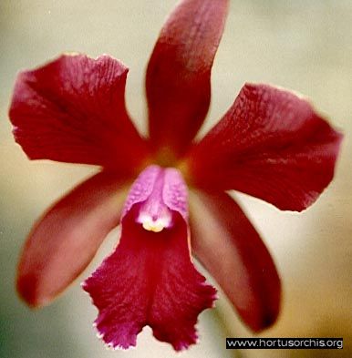 b_0_0_0_10_images_stories_foto-specie-ibride_Gen2012_Cattleya_Netrasiri_Fireball.jpg