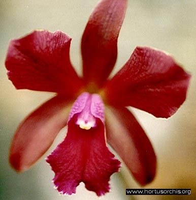 b_0_0_0_10_images_stories_foto-specie-ibride_Gen2012_Cattleya_Netrasiri_Fireball.jpg